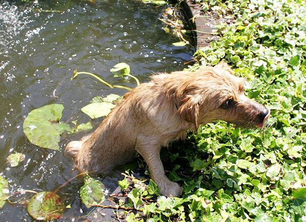Teddy Scampering Out of the Fountain