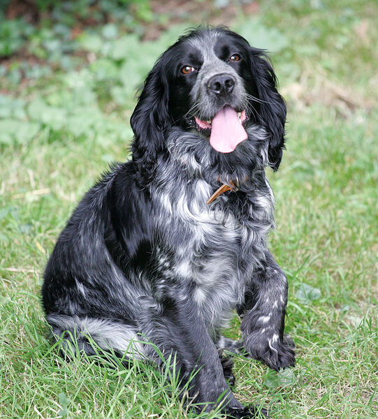 Bracken With A Poorly Paw