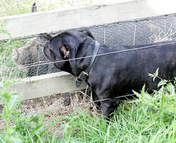 Lennox and Westbrook