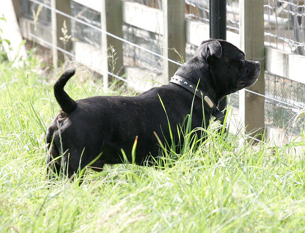 Lennox Watching the Chickens