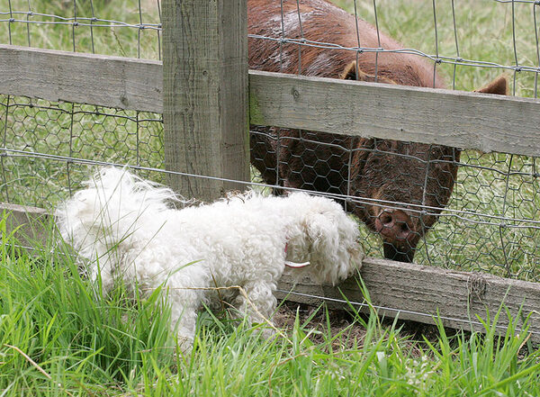 Morgan and the Tamworth Pig