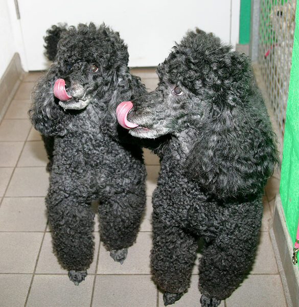 Bali and India Licking Their Chops