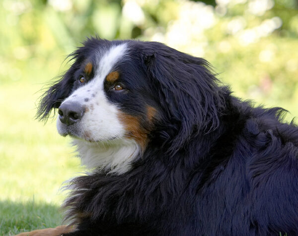 Contemplation