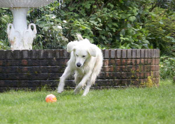 Dog photo