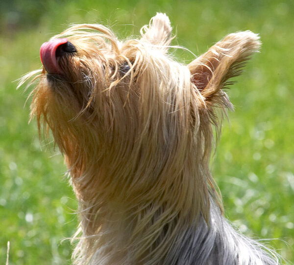 For a little girl, I sure got a long tongue