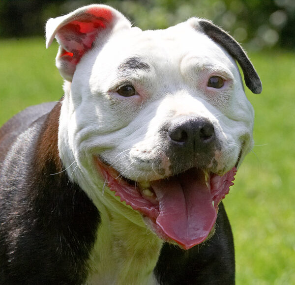 Yes, I'm a happy dog