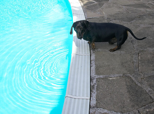Wow, this is a big water bowl