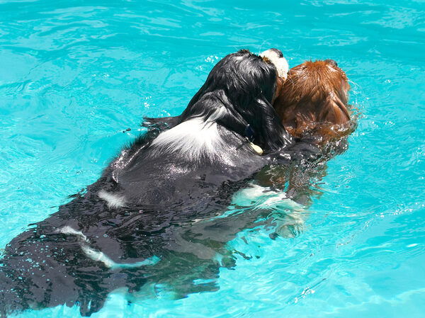 Hey, look, a piggy back ride