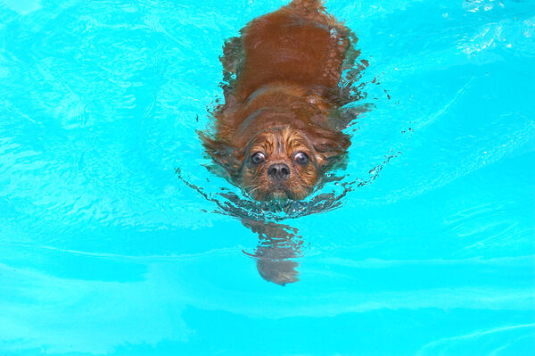 Look at my sleek swimming style