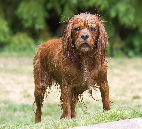 This is my drowned rat look?  Very funny!