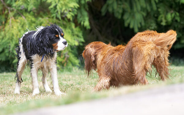 No, Ruby, I don't feel like playing.  I'm all tuckered out from swimming