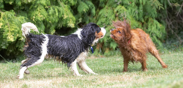 Face off