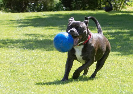 This ball is just my size