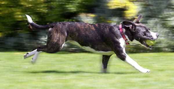 Faster than the speed of ..........