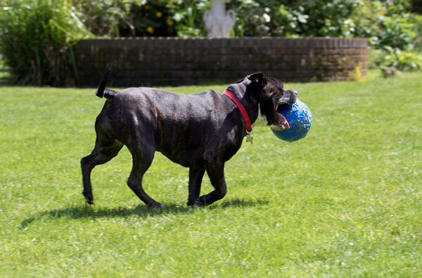 Dog photo