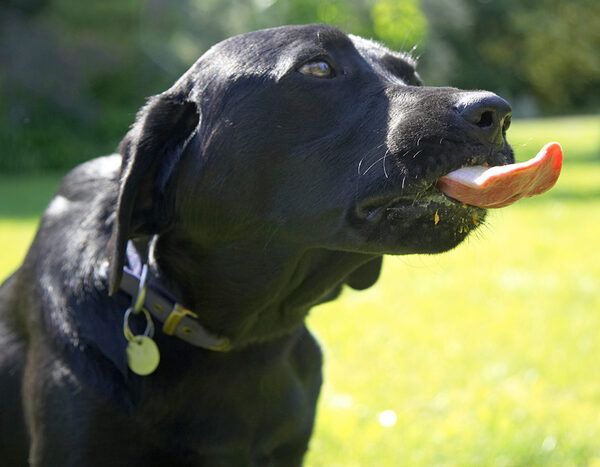 This beats chasing a ball