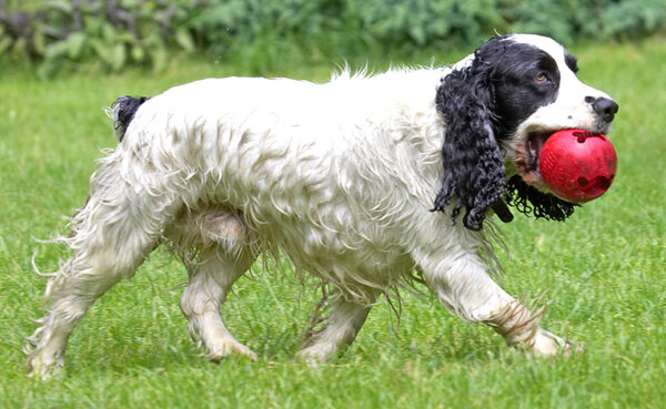 Another ball retrieved