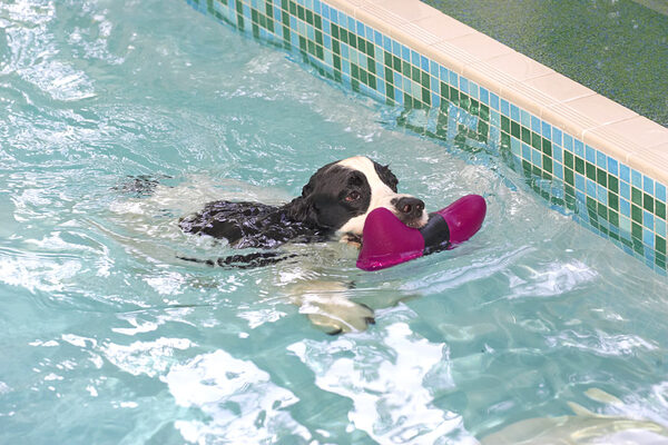 Charlie in the Pool