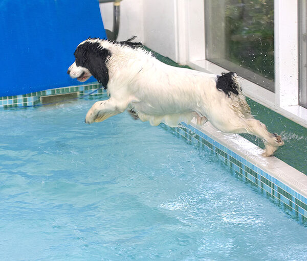 Charlie Diving Into The Pool