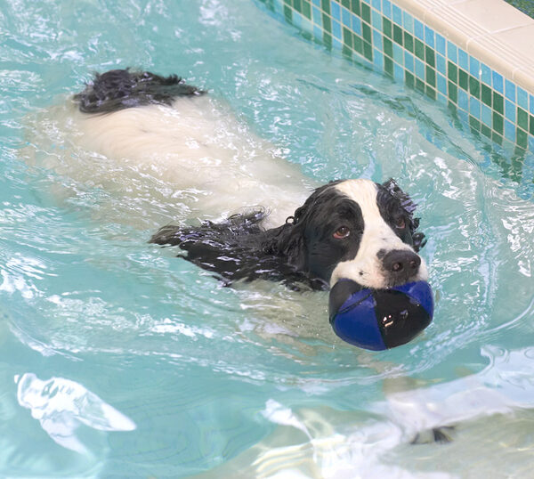 Charlie Retrieving the Ball