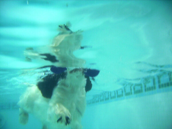 Charlie Swimming to the Ramp