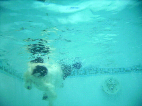 Charlie's Dive
