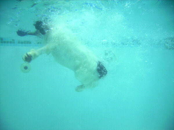 Charlie's Dive