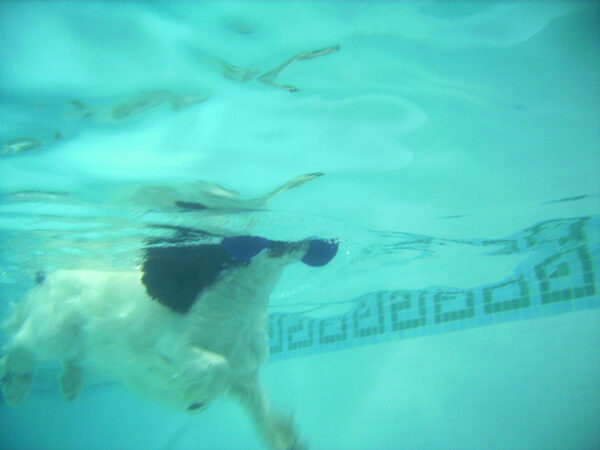Charlie Swimming With the Barbell