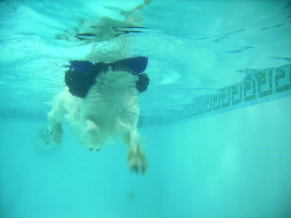 Charlie Swimming