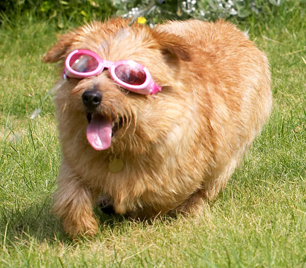 Aren't I just a cool dawg