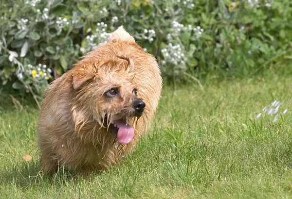 Enough of this prancing, I've got water to chase
