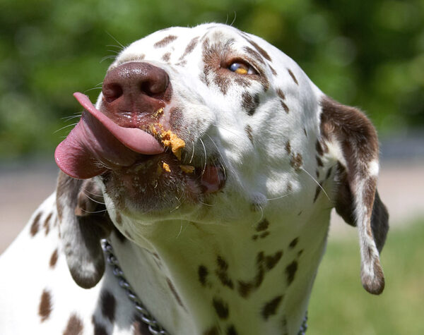 Where is that bit of peanut butter?