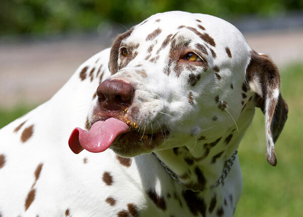 Wow, look at my tongue