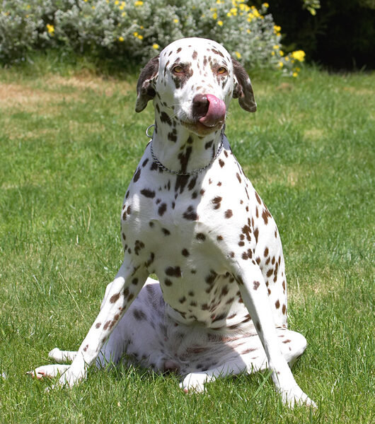 See, this is where English Bull Terriers get their sitting position from