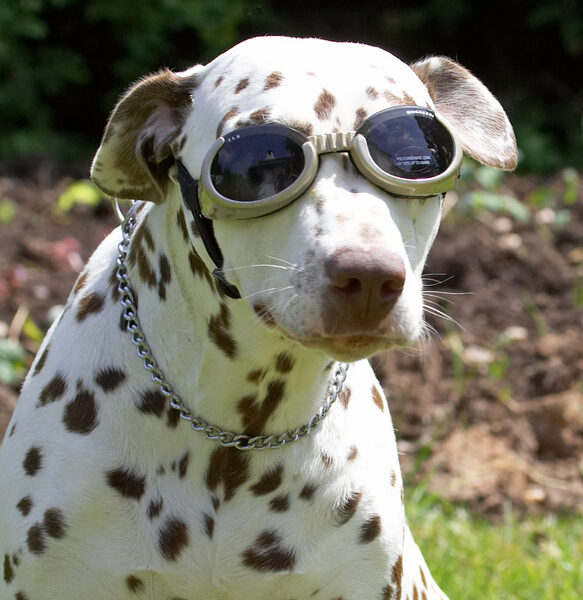 Am I not the coolest dog on the planet!