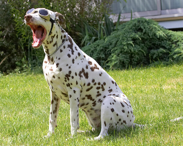 Being a star is such a bore!