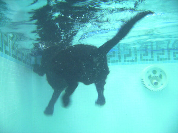 George Swimming To The Far End of the Pool