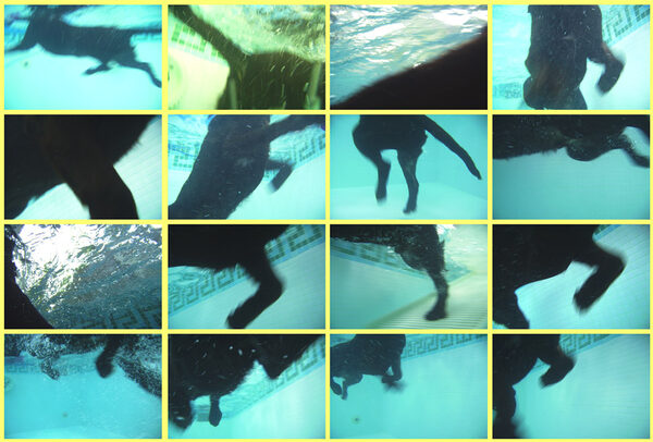 Swimming George