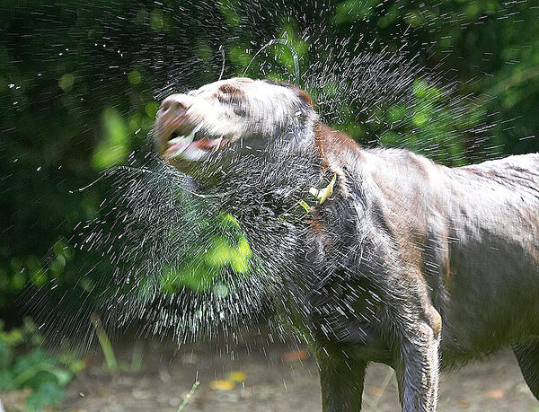 Look at me - a spin drier!