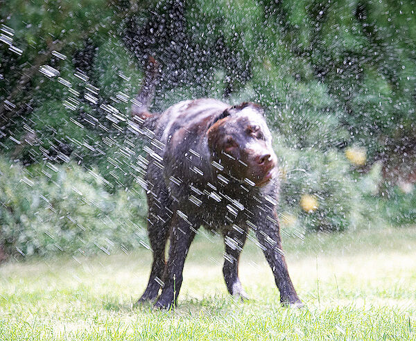 As fast as I shake off this water more keeps coming!