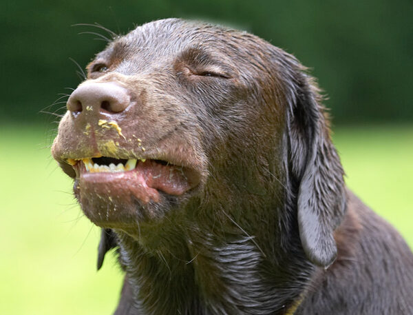 Hey, I can pull funny faces too!