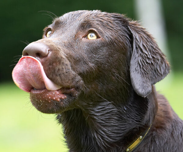 I'm so talented, I can touch my nose too