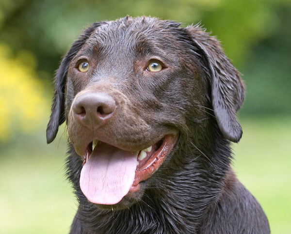 This is a great doggie holiday camp