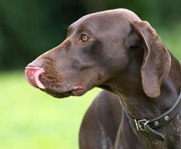 Yep, I can lick my nose too