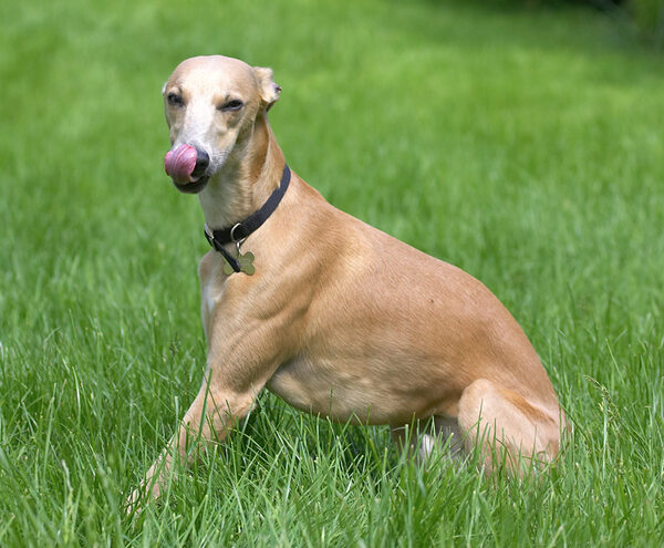 Ginger washing his nose