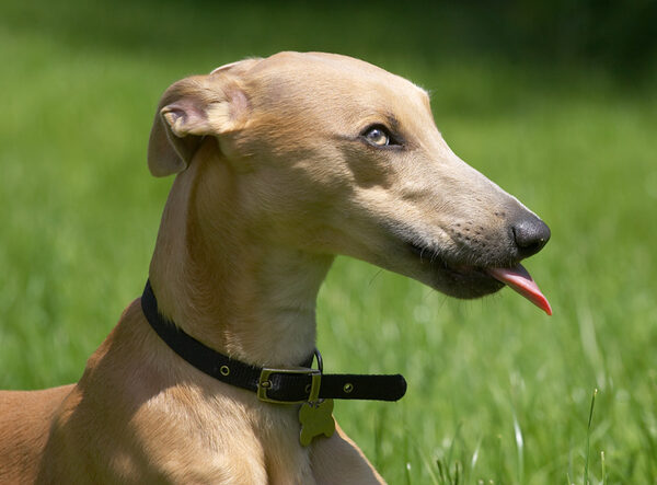 Peanut butter - yum