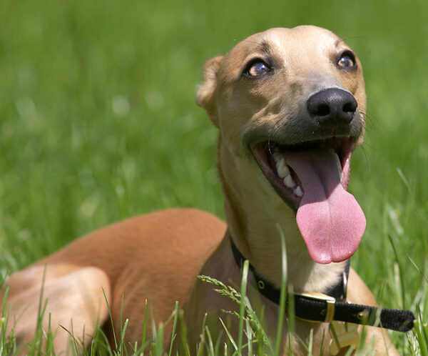 Yes, my tongue is this long