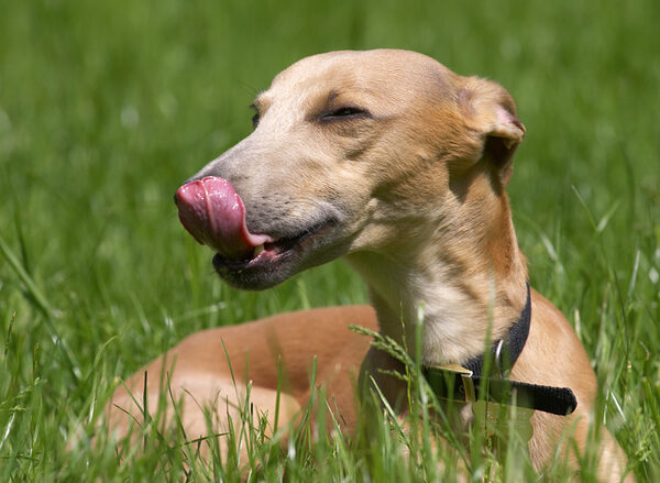 Kipper is missing out on this peanut butter treat - more for me!