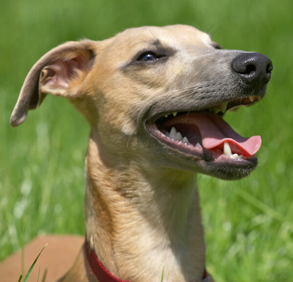 OK, my mouth's open - I'm ready for more peanut butter