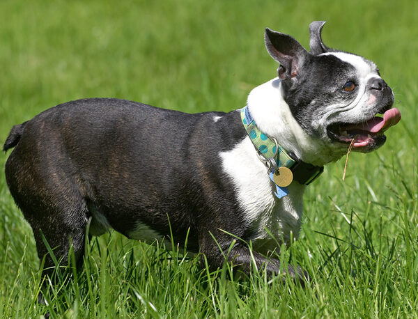 Now, where did that rubber bone go?